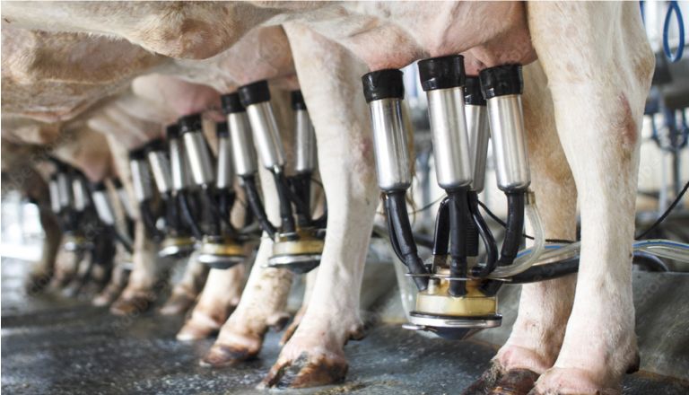 mastitis treatment milk productivity