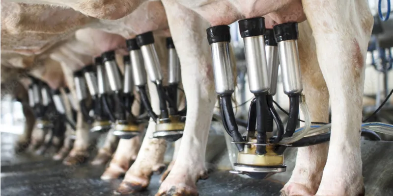 mastitis treatment milk productivity